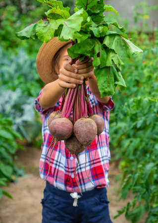 The child holds the beets in his hands in the garden. Selective focus. Food.の写真素材