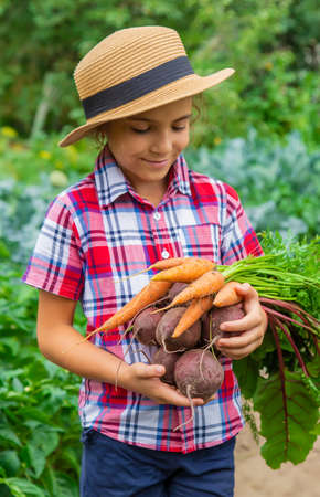 The child holds beets and carrots in his hands in the garden. Selective focus. Food.