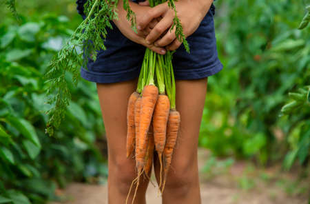 The child holds the carrot in his hands in the garden. Selective focus. Nature.の写真素材