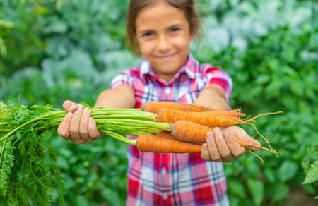 The child holds the carrot in his hands in the garden. Selective focus. Nature.の写真素材