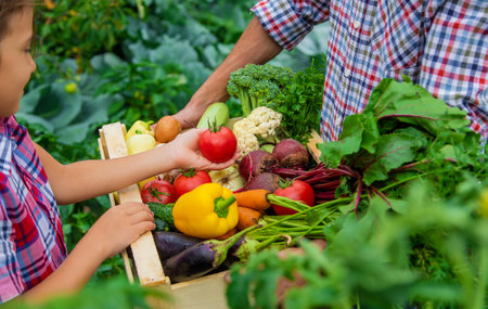 Vegetables in the hands of the child and father of the farmer in the garden. Selective focus. Nature.の写真素材