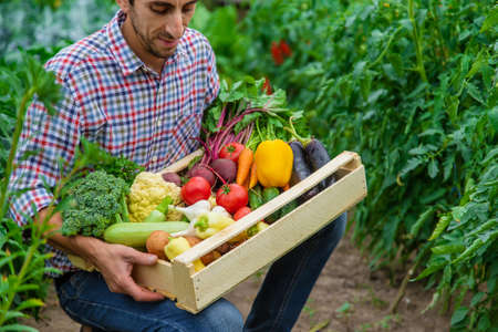 A man farmer holds vegetables in his hands in the garden. Selective focus. Food.の写真素材