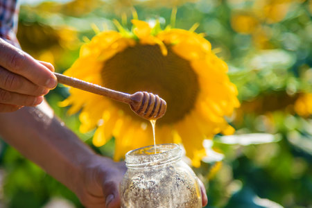 Sunflower flowers honey in hands. Selective focus. Nature.の写真素材