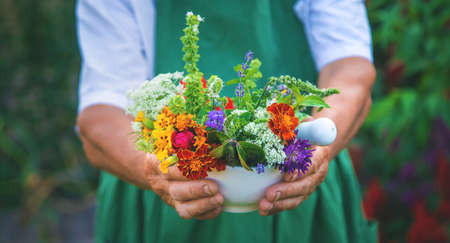 The woman collects medicinal herbs and flowers. Selective focus. Nature.の写真素材