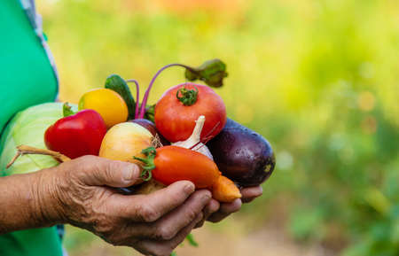 Grandmother in the garden with a harvest of vegetables. Selective focus. Food.の写真素材