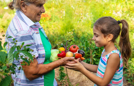 Grandmother in the garden with a child and a harvest of vegetables. Selective focus. Food.の写真素材