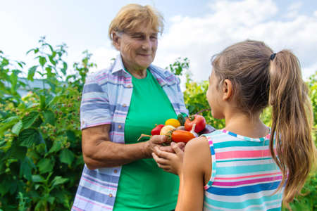 Grandmother in the garden with a child and a harvest of vegetables. Selective focus. Food.の写真素材