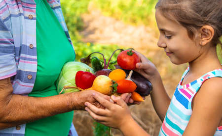 Grandmother in the garden with a child and a harvest of vegetables. Selective focus. Food.の写真素材