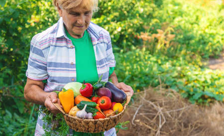 Grandmother in the garden with a harvest of vegetables. Selective focus. Food.の写真素材