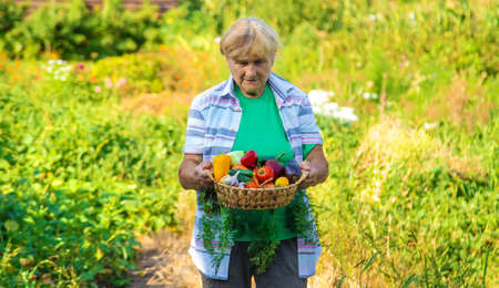 Grandmother in the garden with a harvest of vegetables. Selective focus. Food.