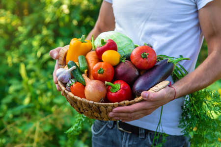 A man farmer holds vegetables in his hands. Selective focus. Food.の写真素材