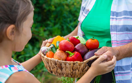 Grandmother in the garden with a child and a harvest of vegetables. Selective focus. Food.の写真素材