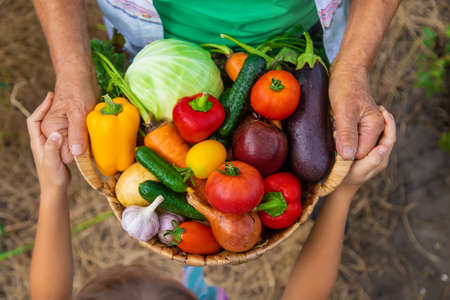 Grandmother in the garden with a child and a harvest of vegetables. Selective focus. Food.の写真素材