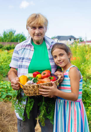 Grandmother in the garden with a child and a harvest of vegetables. Selective focus. Food.の写真素材