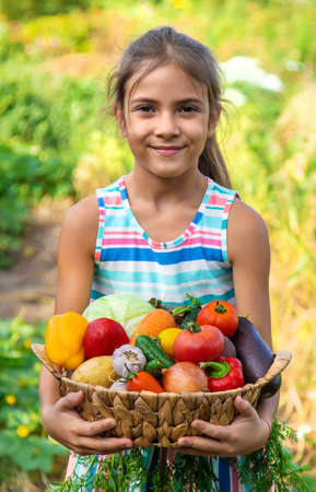The child holds vegetables in his hands in the garden. Selective focus. Kid.の写真素材