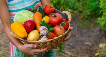 The child holds vegetables in his hands in the garden. Selective focus. Kid.の写真素材