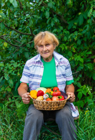Grandmother in the garden with a harvest of vegetables. Selective focus. Food.の写真素材