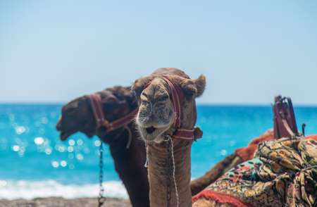 Camels on the coast of the desert sea. Selective focus. Nature.の写真素材