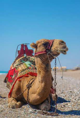 Camels on the coast of the desert sea. Selective focus. Nature.の写真素材