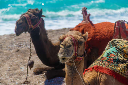 Camels on the coast of the desert sea. Selective focus. Nature.の写真素材