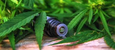 Marijuana oil in a small bottle. Selective focus. Nature.の写真素材