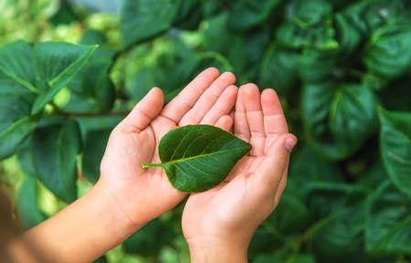child holds a green leaf from a tree in his hands. Protect nature concept. Selective focus. Kid.