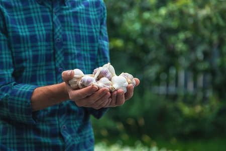 A man farmer holds a harvest of garlic in his hands. Selective focus. Food.の写真素材