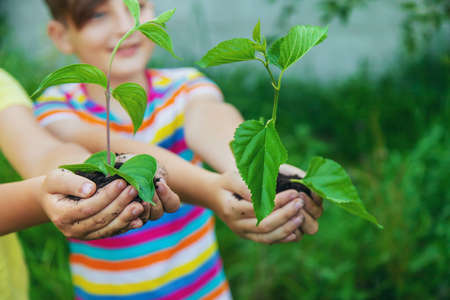 Children watch plant trees, hold in their hands. Selective focus. Kids.の写真素材