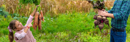 The child and father are holding a harvest of carrots and beets in their hands. Selective focus....