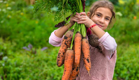 The child is holding a harvest of carrots. Selective focus. Food.の写真素材