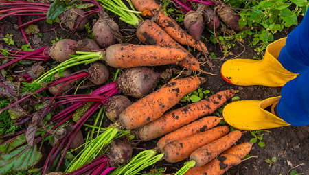 The child holds in his hands a harvest of carrots and beets. Selective focus. Food.