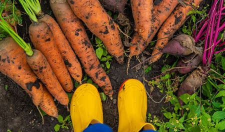 The child holds in his hands a harvest of carrots and beets. Selective focus. Food.の写真素材
