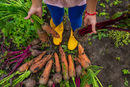The child holds in his hands a harvest of carrots and beets. Selective focus. Food.の写真素材