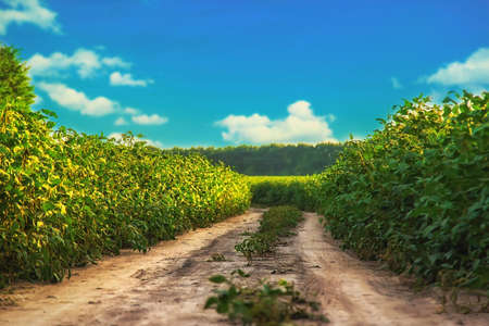 Soy beans grow in the field. Selective focus. Nature.の写真素材