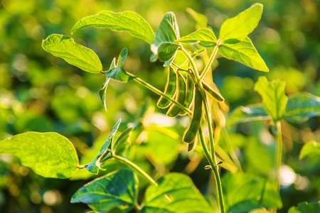 Soy beans grow in the field. Selective focus. Nature.の写真素材