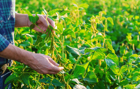 Soy in the field in the hands of a male farmer. Selective focus. Nature.の写真素材