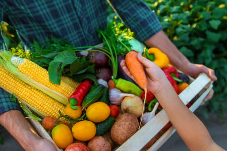 A man farmer and a child are holding vegetables in their hands. Selective focus. Food.の写真素材