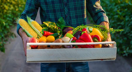 A man farmer holds vegetables in his hands. Selective focus. Food.