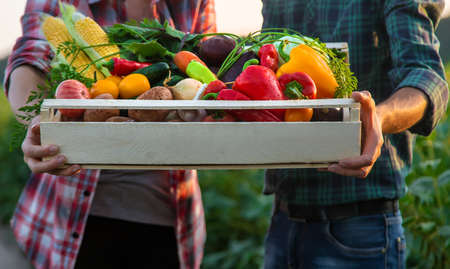 A woman and a man farmer are holding vegetables in their hands. Selective focus. Food.の写真素材