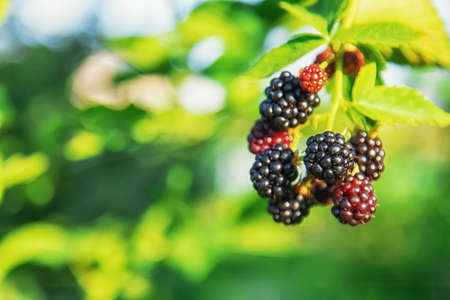 Blackberries grow in the garden. Selective focus. Food.の写真素材