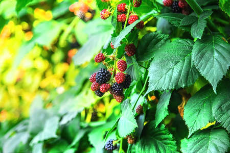 Blackberries grow in the garden. Selective focus. Food.の写真素材