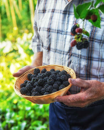 A man harvests blackberries in the garden. Selective focus. Food.の写真素材