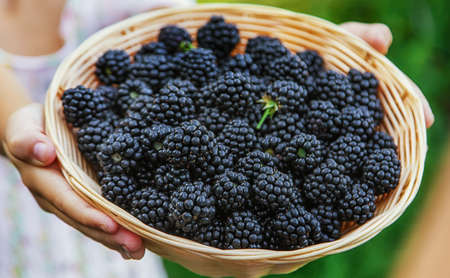 The child is harvesting blackberries in the garden. Selective focus. Food.