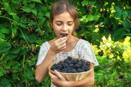 The child is harvesting blackberries in the garden. Selective focus. Food.の写真素材