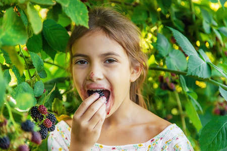 The child is harvesting blackberries in the garden. Selective focus. Food.の写真素材