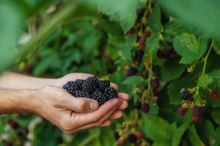 A man harvests blackberries in the garden. Selective focus. Food.