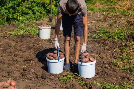 Harvest potatoes in the garden of a man farmer. Selective focus. Nature.