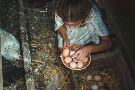 The child picks up the eggs in the chicken coop. Selective focus. Kid.の写真素材