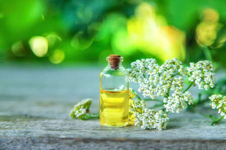 Tincture of yarrow in a bottle. Selective focus. Nature.の写真素材