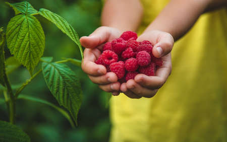 Harvest raspberries in the hands of a child. Selective focus. Nature.の写真素材